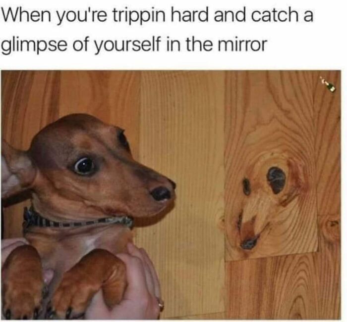 62 Funny And Relatable Dog Memes Shared By The “Jolly Doggies” Instagram Page 62 Funny And Relatable Dog Memes Shared By The “Jolly Doggies” Instagram Page