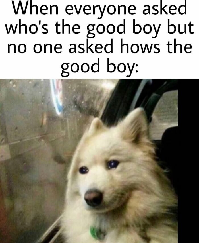 62 Funny And Relatable Dog Memes Shared By The “Jolly Doggies” Instagram Page 62 Funny And Relatable Dog Memes Shared By The “Jolly Doggies” Instagram Page