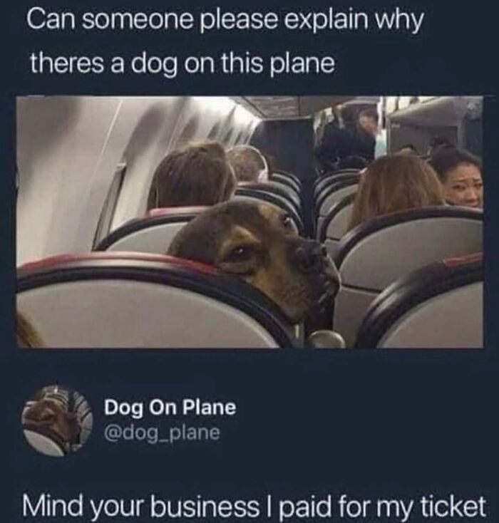 62 Funny And Relatable Dog Memes Shared By The “Jolly Doggies” Instagram Page 62 Funny And Relatable Dog Memes Shared By The “Jolly Doggies” Instagram Page