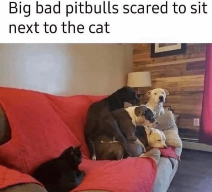 62 Funny And Relatable Dog Memes Shared By The “Jolly Doggies” Instagram Page 62 Funny And Relatable Dog Memes Shared By The “Jolly Doggies” Instagram Page