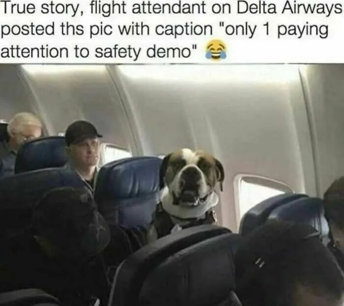 62 Funny And Relatable Dog Memes Shared By The “Jolly Doggies” Instagram Page 62 Funny And Relatable Dog Memes Shared By The “Jolly Doggies” Instagram Page