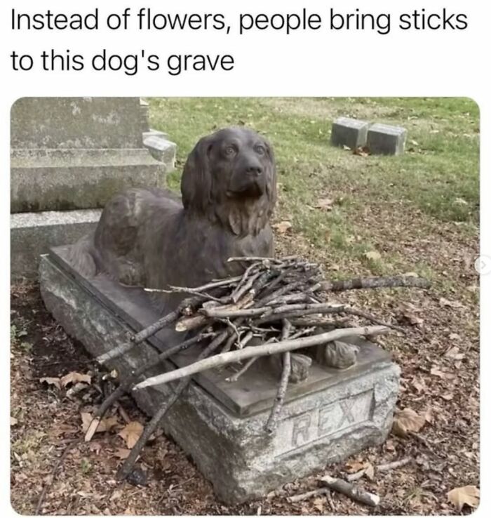 62 Funny And Relatable Dog Memes Shared By The “Jolly Doggies” Instagram Page 62 Funny And Relatable Dog Memes Shared By The “Jolly Doggies” Instagram Page