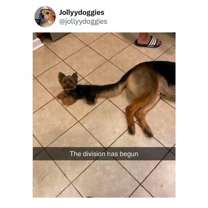 62 Funny And Relatable Dog Memes Shared By The “Jolly Doggies” Instagram Page 62 Funny And Relatable Dog Memes Shared By The “Jolly Doggies” Instagram Page