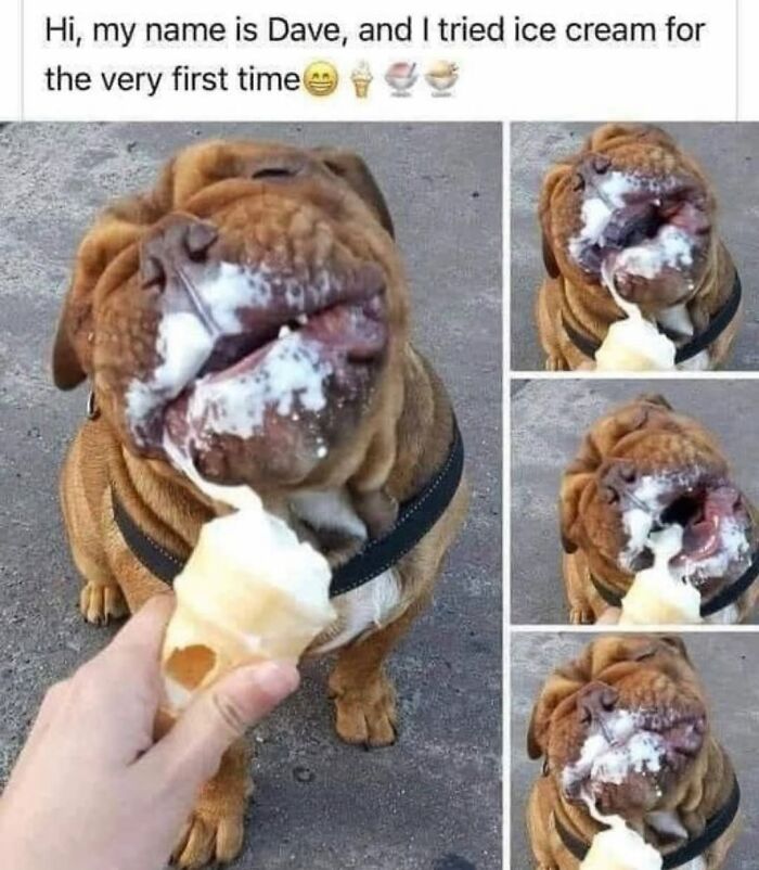 62 Funny And Relatable Dog Memes Shared By The “Jolly Doggies” Instagram Page 62 Funny And Relatable Dog Memes Shared By The “Jolly Doggies” Instagram Page