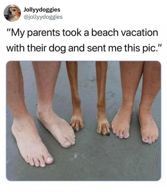 62 Funny And Relatable Dog Memes Shared By The “Jolly Doggies” Instagram Page 62 Funny And Relatable Dog Memes Shared By The “Jolly Doggies” Instagram Page