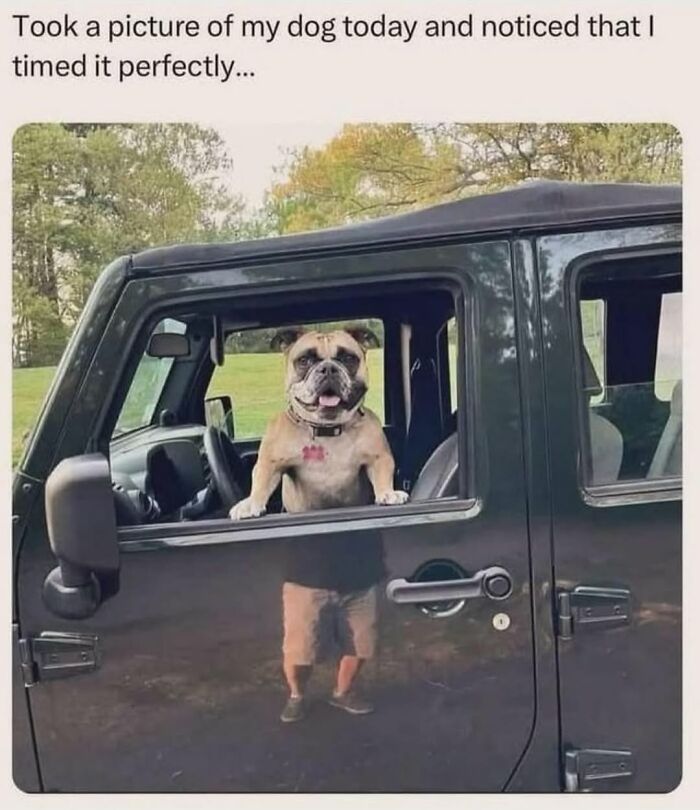 62 Funny And Relatable Dog Memes Shared By The “Jolly Doggies” Instagram Page 62 Funny And Relatable Dog Memes Shared By The “Jolly Doggies” Instagram Page