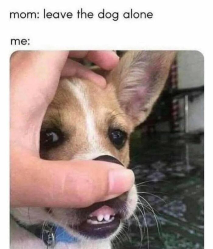 62 Funny And Relatable Dog Memes Shared By The “Jolly Doggies” Instagram Page 62 Funny And Relatable Dog Memes Shared By The “Jolly Doggies” Instagram Page