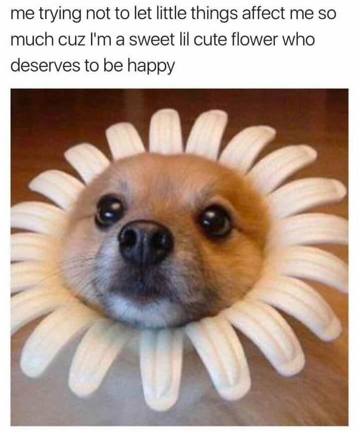62 Funny And Relatable Dog Memes Shared By The “Jolly Doggies” Instagram Page 62 Funny And Relatable Dog Memes Shared By The “Jolly Doggies” Instagram Page