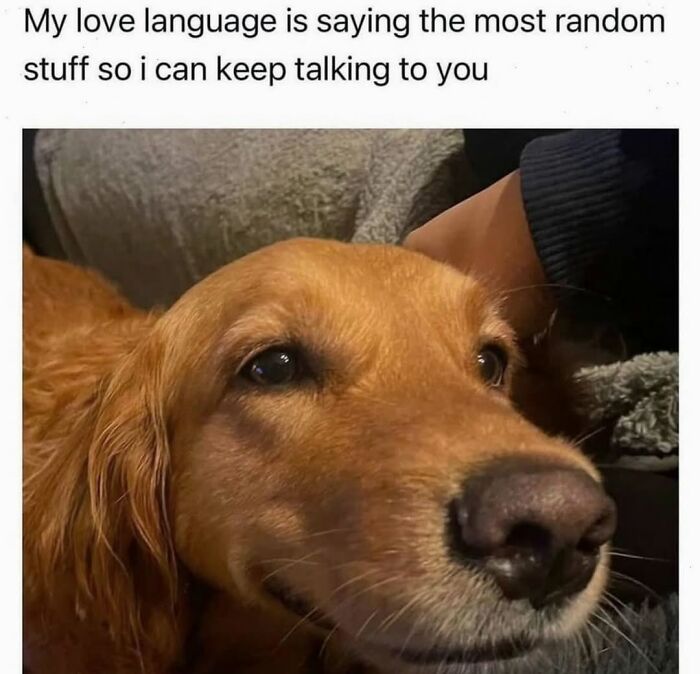 62 Funny And Relatable Dog Memes Shared By The “Jolly Doggies” Instagram Page 62 Funny And Relatable Dog Memes Shared By The “Jolly Doggies” Instagram Page