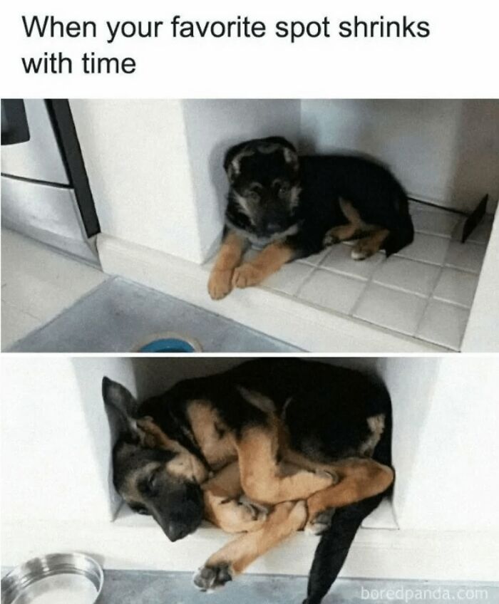 62 Funny And Relatable Dog Memes Shared By The “Jolly Doggies” Instagram Page 62 Funny And Relatable Dog Memes Shared By The “Jolly Doggies” Instagram Page