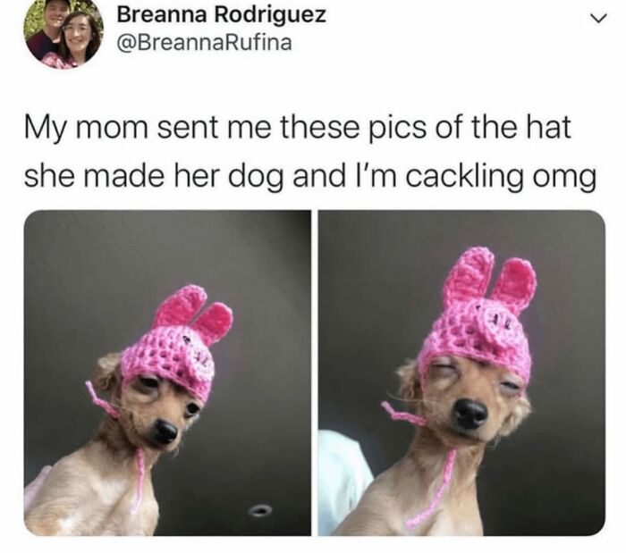 62 Funny And Relatable Dog Memes Shared By The “Jolly Doggies” Instagram Page 62 Funny And Relatable Dog Memes Shared By The “Jolly Doggies” Instagram Page