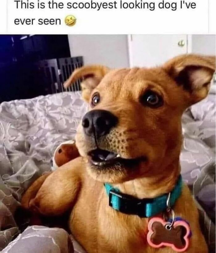 62 Funny And Relatable Dog Memes Shared By The “Jolly Doggies” Instagram Page 62 Funny And Relatable Dog Memes Shared By The “Jolly Doggies” Instagram Page