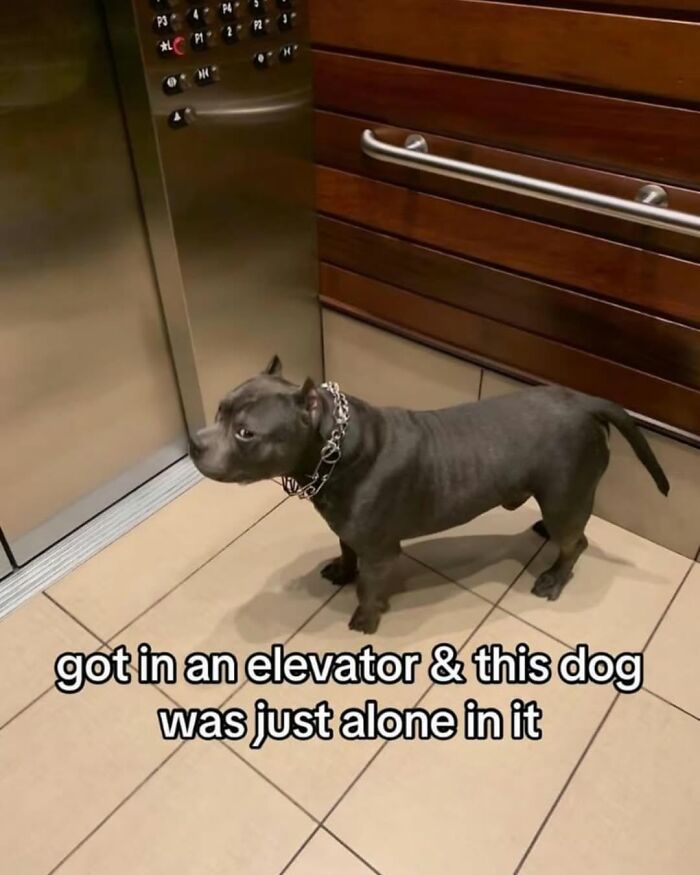 62 Funny And Relatable Dog Memes Shared By The “Jolly Doggies” Instagram Page 62 Funny And Relatable Dog Memes Shared By The “Jolly Doggies” Instagram Page