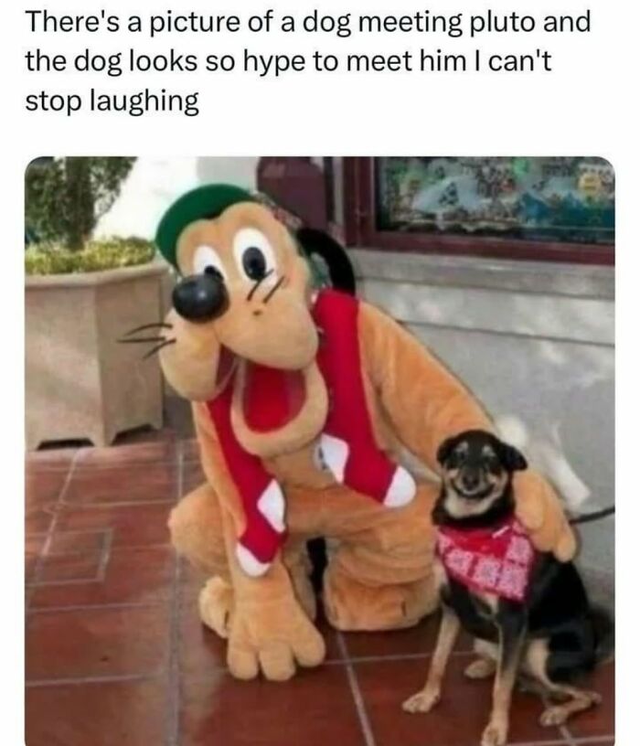 62 Funny And Relatable Dog Memes Shared By The “Jolly Doggies” Instagram Page 62 Funny And Relatable Dog Memes Shared By The “Jolly Doggies” Instagram Page