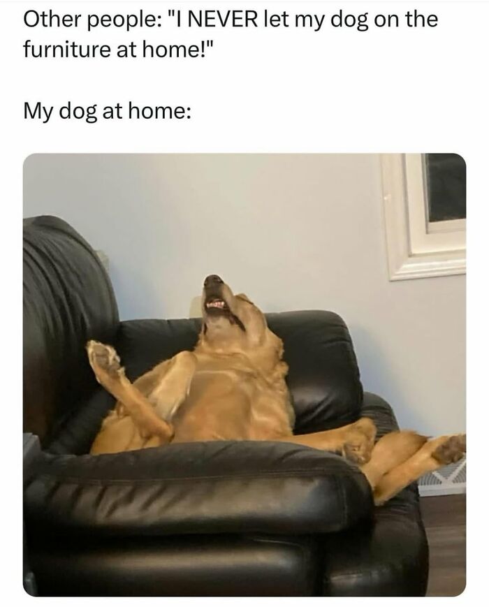 62 Funny And Relatable Dog Memes Shared By The “Jolly Doggies” Instagram Page 62 Funny And Relatable Dog Memes Shared By The “Jolly Doggies” Instagram Page