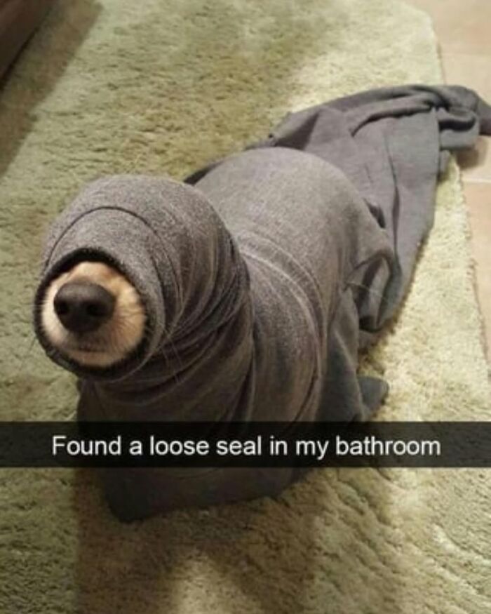 62 Funny And Relatable Dog Memes Shared By The “Jolly Doggies” Instagram Page 62 Funny And Relatable Dog Memes Shared By The “Jolly Doggies” Instagram Page