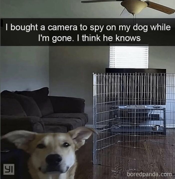 62 Funny And Relatable Dog Memes Shared By The “Jolly Doggies” Instagram Page 62 Funny And Relatable Dog Memes Shared By The “Jolly Doggies” Instagram Page