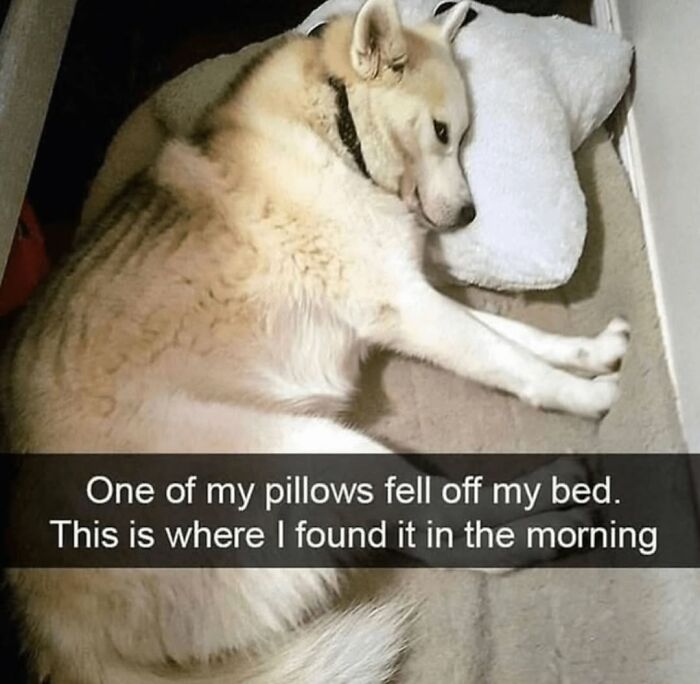 62 Funny And Relatable Dog Memes Shared By The “Jolly Doggies” Instagram Page 62 Funny And Relatable Dog Memes Shared By The “Jolly Doggies” Instagram Page