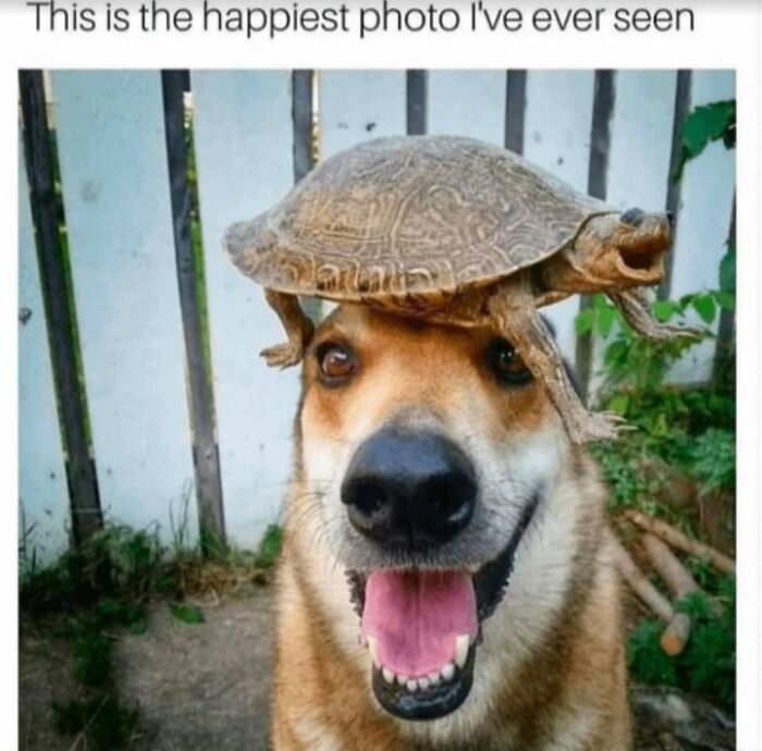 62 Funny And Relatable Dog Memes Shared By The “Jolly Doggies” Instagram Page 62 Funny And Relatable Dog Memes Shared By The “Jolly Doggies” Instagram Page