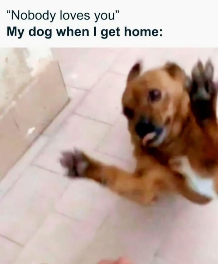 62 Funny And Relatable Dog Memes Shared By The “Jolly Doggies” Instagram Page 62 Funny And Relatable Dog Memes Shared By The “Jolly Doggies” Instagram Page