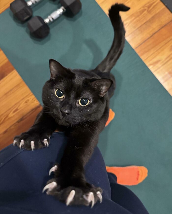 80 Cat Claw Pictures That Serve As A Gentle Reminder Of Who Is In Charge