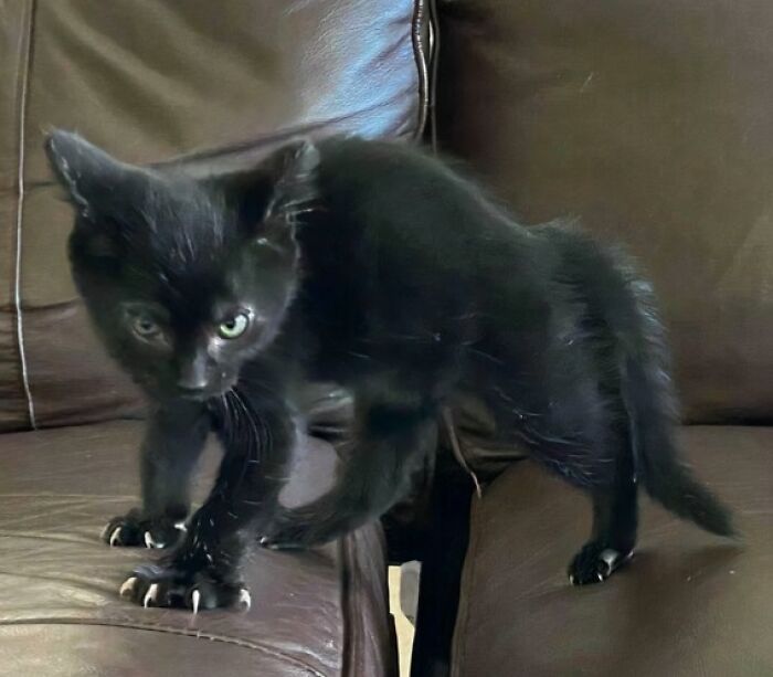 80 Cat Claw Pictures That Serve As A Gentle Reminder Of Who Is In Charge
