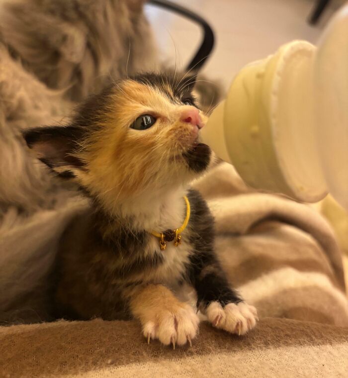 80 Cat Claw Pictures That Serve As A Gentle Reminder Of Who Is In Charge