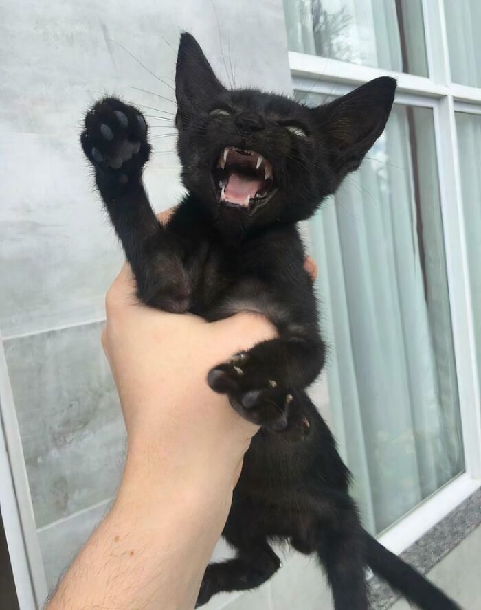 80 Cat Claw Pictures That Serve As A Gentle Reminder Of Who Is In Charge