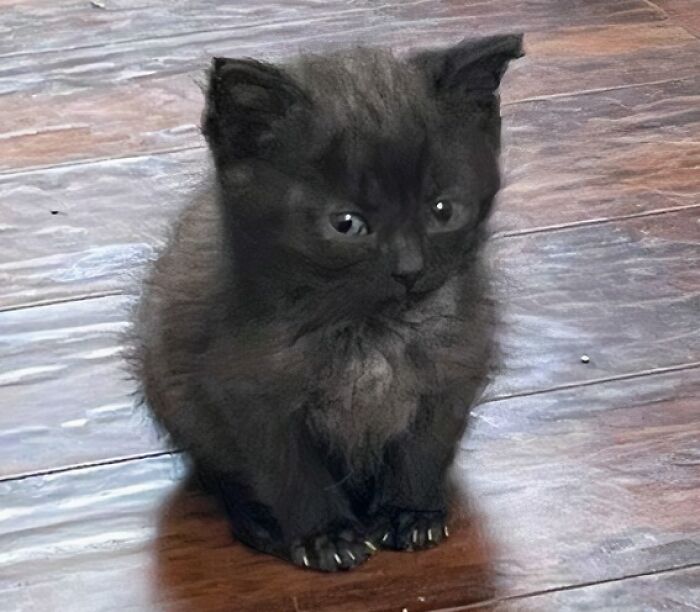 80 Cat Claw Pictures That Serve As A Gentle Reminder Of Who Is In Charge