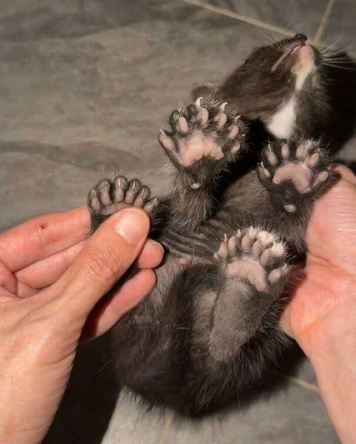 80 Cat Claw Pictures That Serve As A Gentle Reminder Of Who Is In Charge