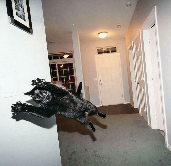 80 Cat Claw Pictures That Serve As A Gentle Reminder Of Who Is In Charge