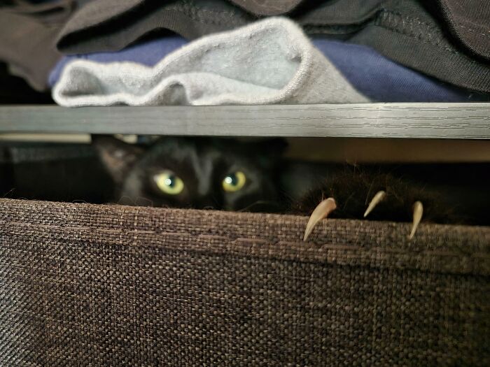 80 Cat Claw Pictures That Serve As A Gentle Reminder Of Who Is In Charge