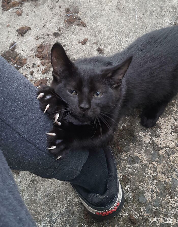 80 Cat Claw Pictures That Serve As A Gentle Reminder Of Who Is In Charge