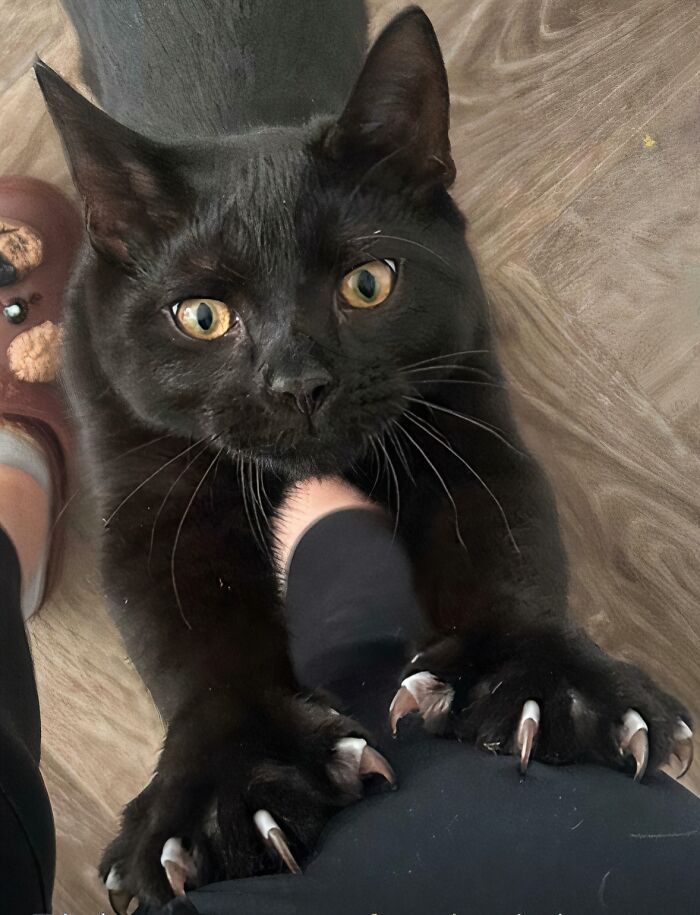 80 Cat Claw Pictures That Serve As A Gentle Reminder Of Who Is In Charge