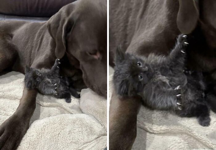 80 Cat Claw Pictures That Serve As A Gentle Reminder Of Who Is In Charge
