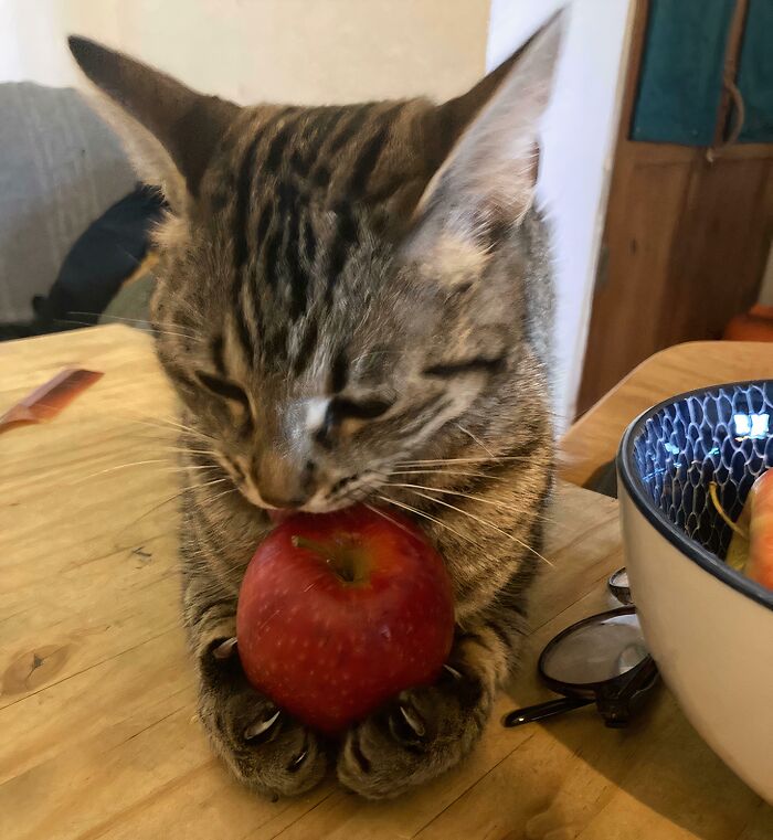 80 Cat Claw Pictures That Serve As A Gentle Reminder Of Who Is In Charge