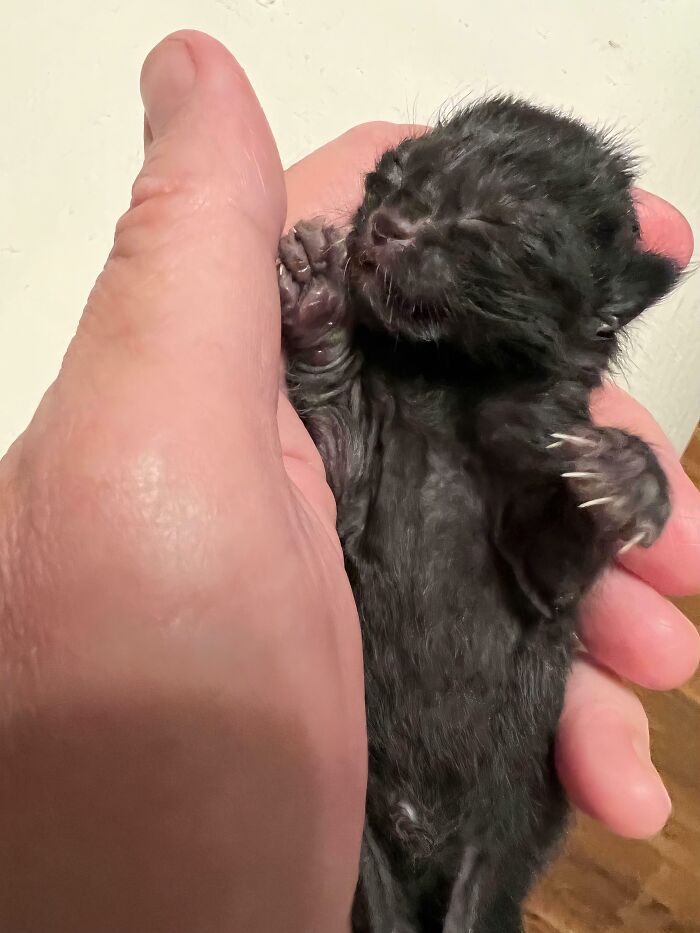 80 Cat Claw Pictures That Serve As A Gentle Reminder Of Who Is In Charge