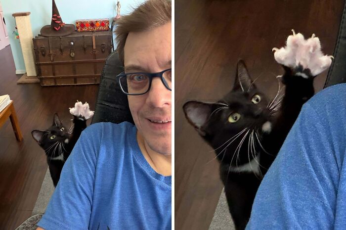 80 Cat Claw Pictures That Serve As A Gentle Reminder Of Who Is In Charge