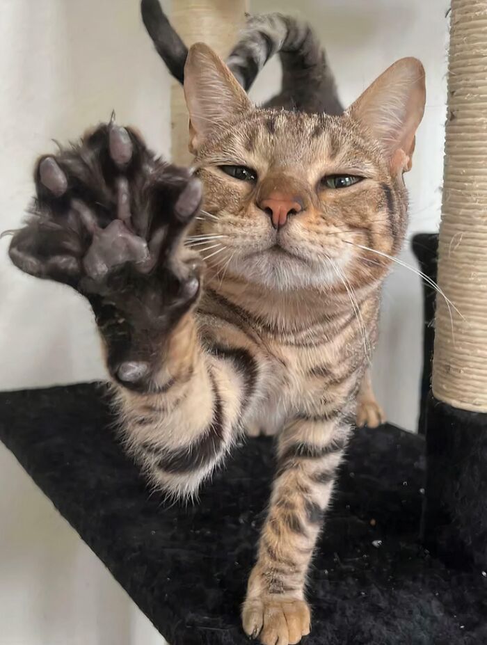 80 Cat Claw Pictures That Serve As A Gentle Reminder Of Who Is In Charge