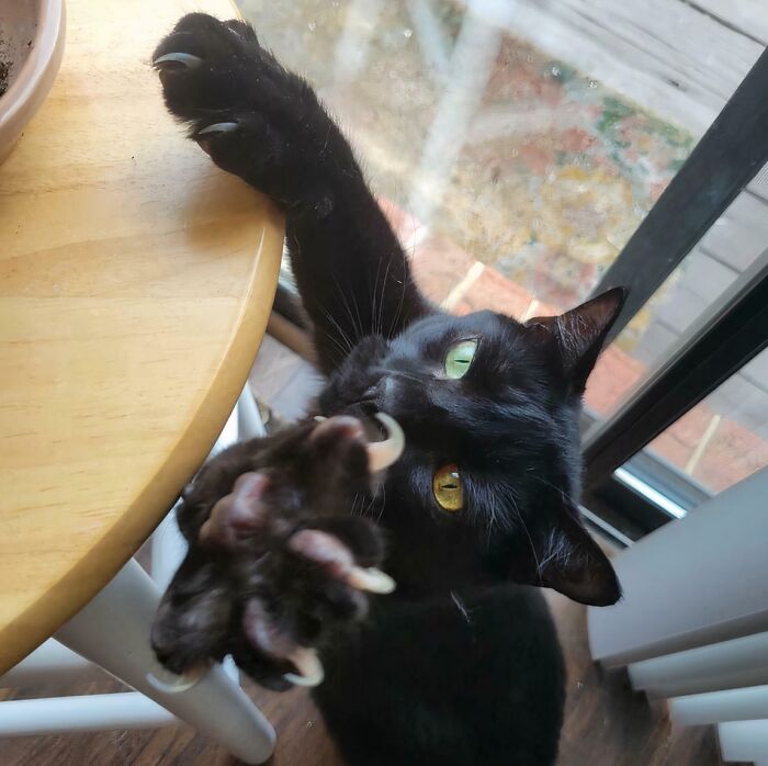80 Cat Claw Pictures That Serve As A Gentle Reminder Of Who Is In Charge