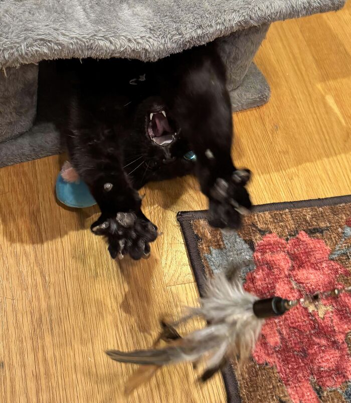 80 Cat Claw Pictures That Serve As A Gentle Reminder Of Who Is In Charge