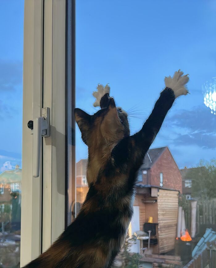 80 Cat Claw Pictures That Serve As A Gentle Reminder Of Who Is In Charge