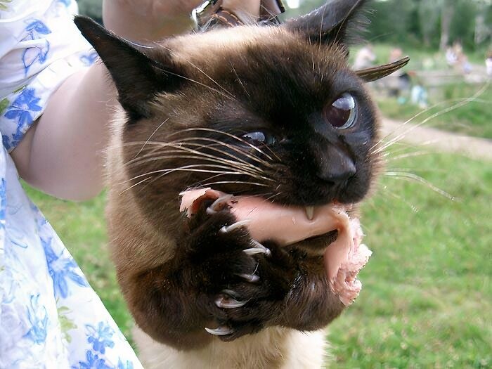 80 Cat Claw Pictures That Serve As A Gentle Reminder Of Who Is In Charge