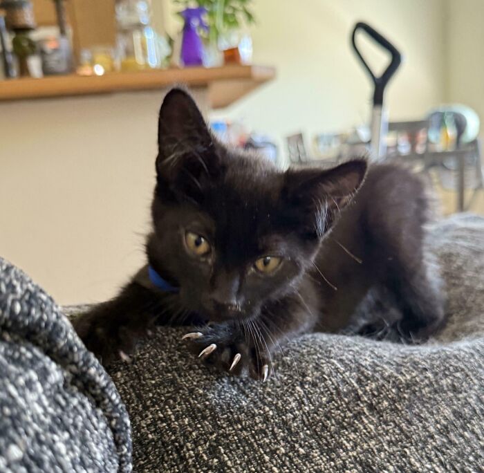 80 Cat Claw Pictures That Serve As A Gentle Reminder Of Who Is In Charge
