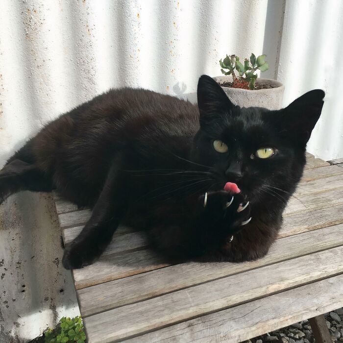 80 Cat Claw Pictures That Serve As A Gentle Reminder Of Who Is In Charge
