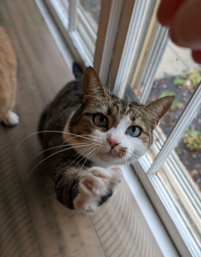 80 Cat Claw Pictures That Serve As A Gentle Reminder Of Who Is In Charge
