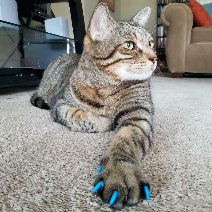 80 Cat Claw Pictures That Serve As A Gentle Reminder Of Who Is In Charge