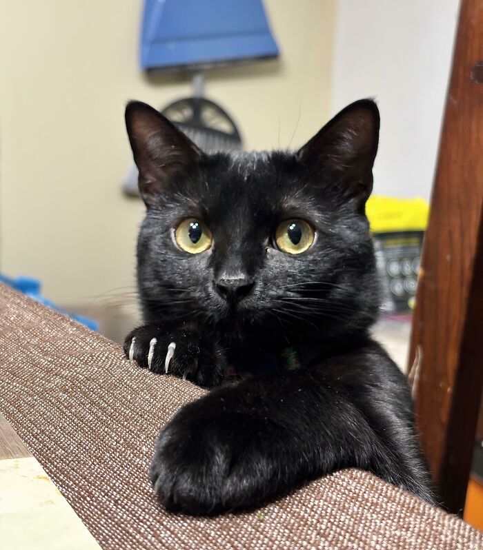 80 Cat Claw Pictures That Serve As A Gentle Reminder Of Who Is In Charge