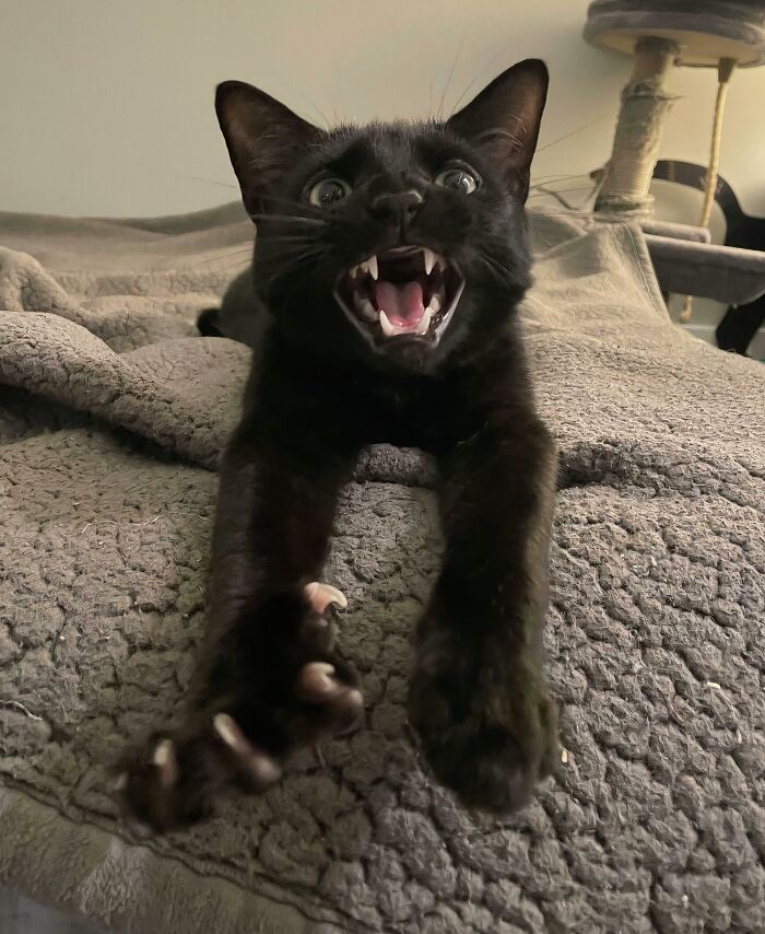 80 Cat Claw Pictures That Serve As A Gentle Reminder Of Who Is In Charge