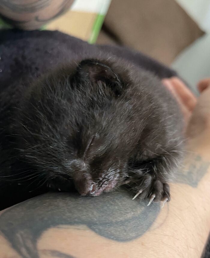80 Cat Claw Pictures That Serve As A Gentle Reminder Of Who Is In Charge